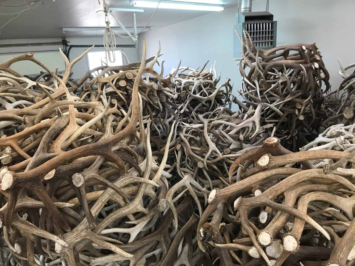 Stacks of Elk Antler in our shop in Ennis, Montana.