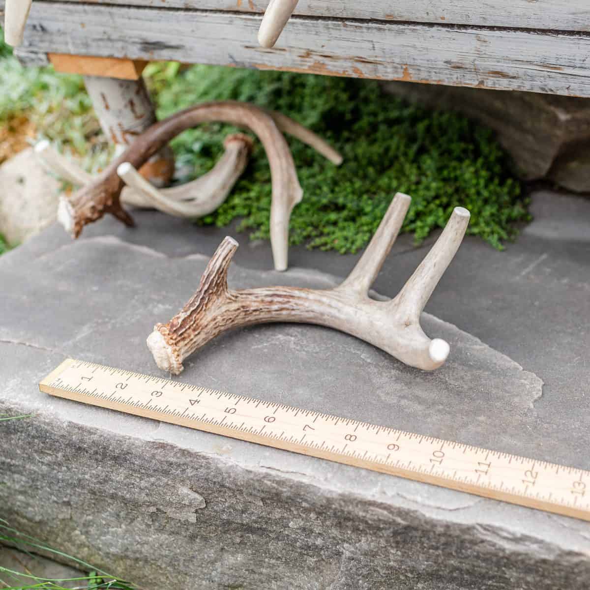 Small whitetail deer antler chew with the tips cut to expose marrow