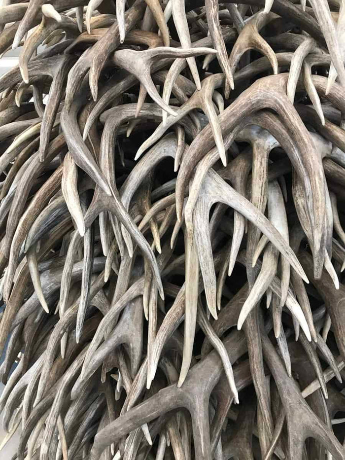 Antler