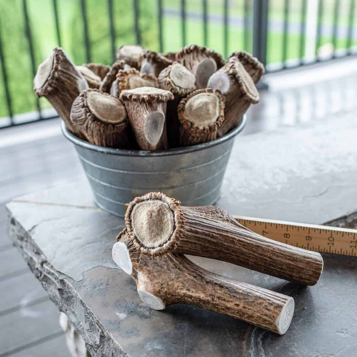 Extra large Rocky Mountain elk antler burr