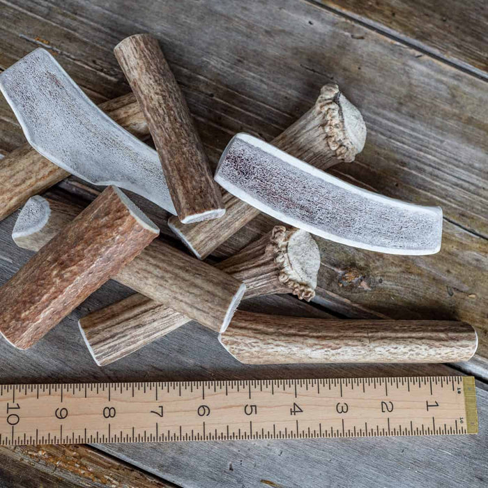 Petite split Rocky Mountain elk antler with the marrow exposed