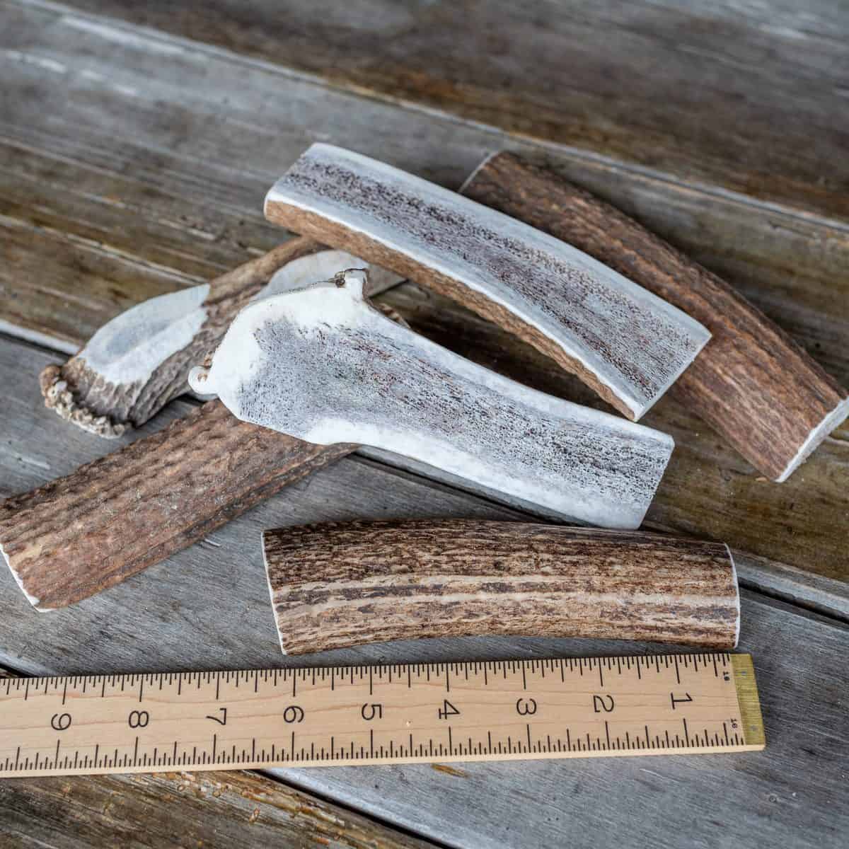 Medium split Rocky Mountain elk antler with the marrow exposed