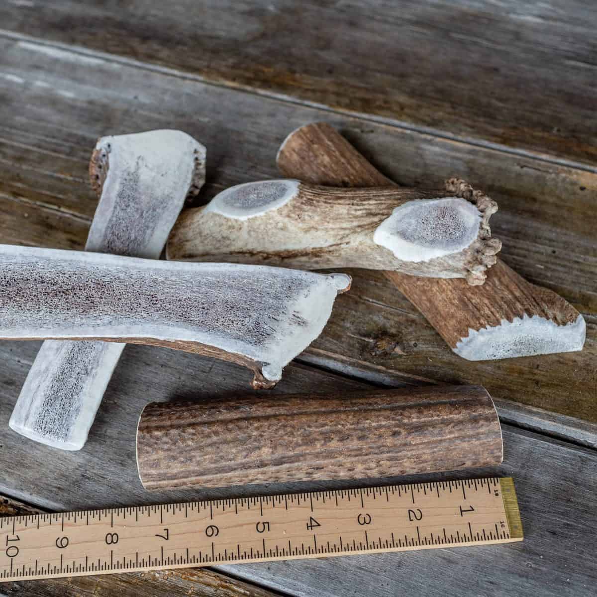 Large split Rocky Mountain elk antler with the marrow exposed