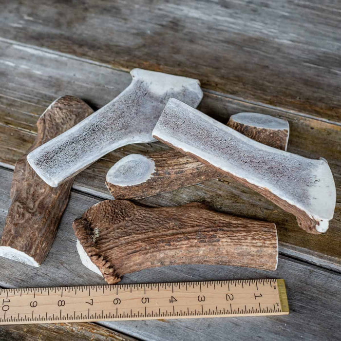 Extra large split Rocky Mountain elk antler with the marrow exposed