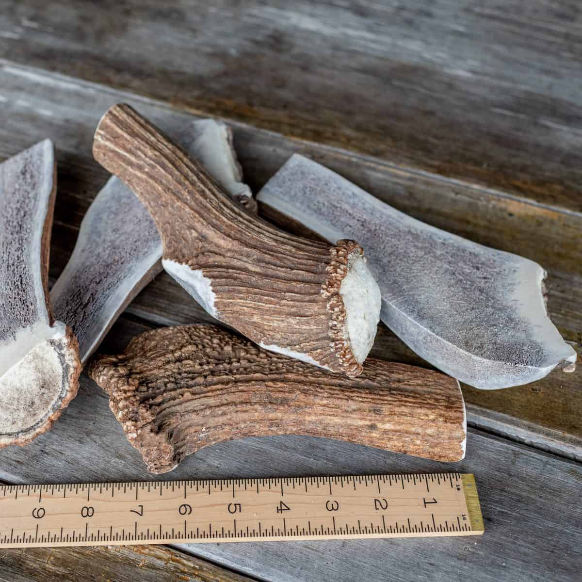 Jumbo split Rocky Mountain elk antler with the marrow exposed