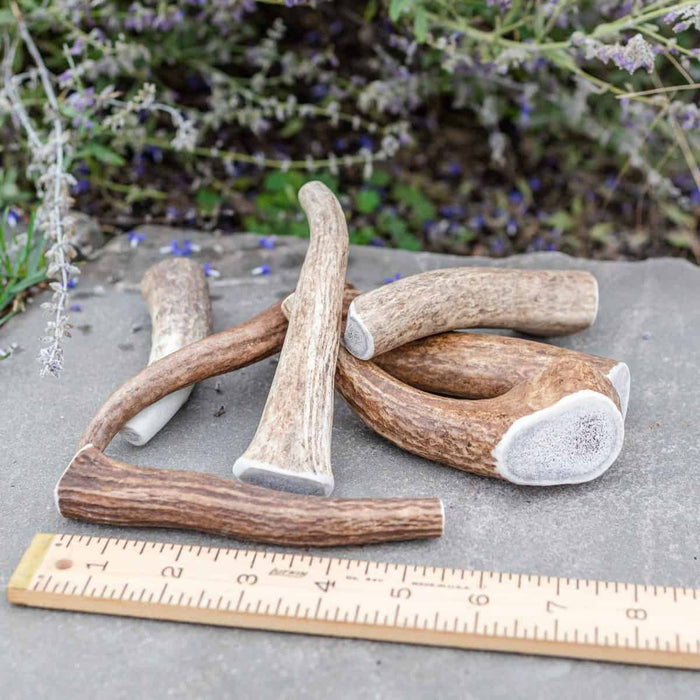 Petite whole Rocky Mountain elk antler