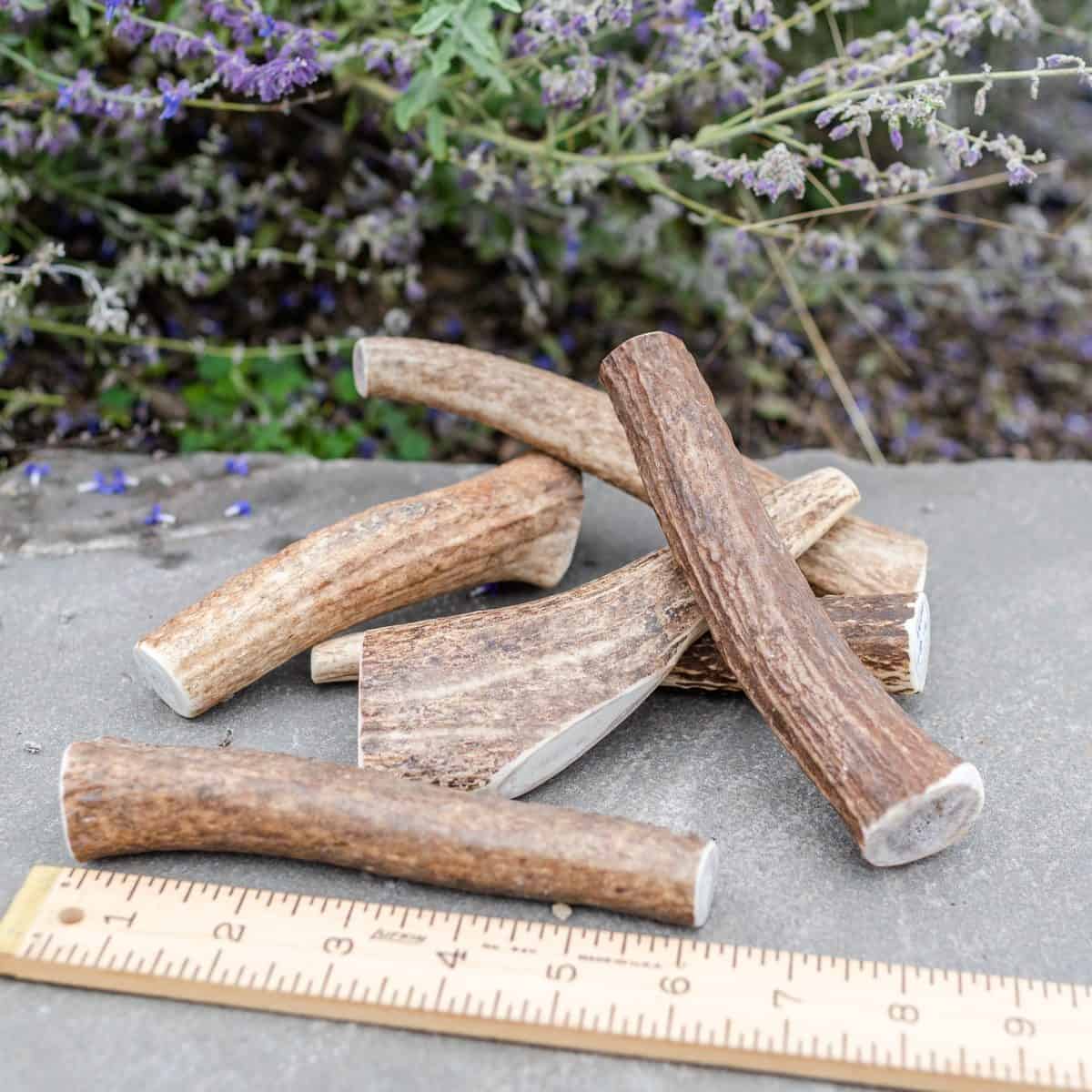 Small whole Rocky Mountain elk antler