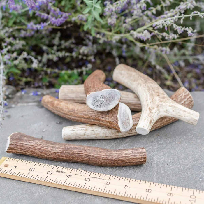 Medium whole Rocky Mountain elk antler