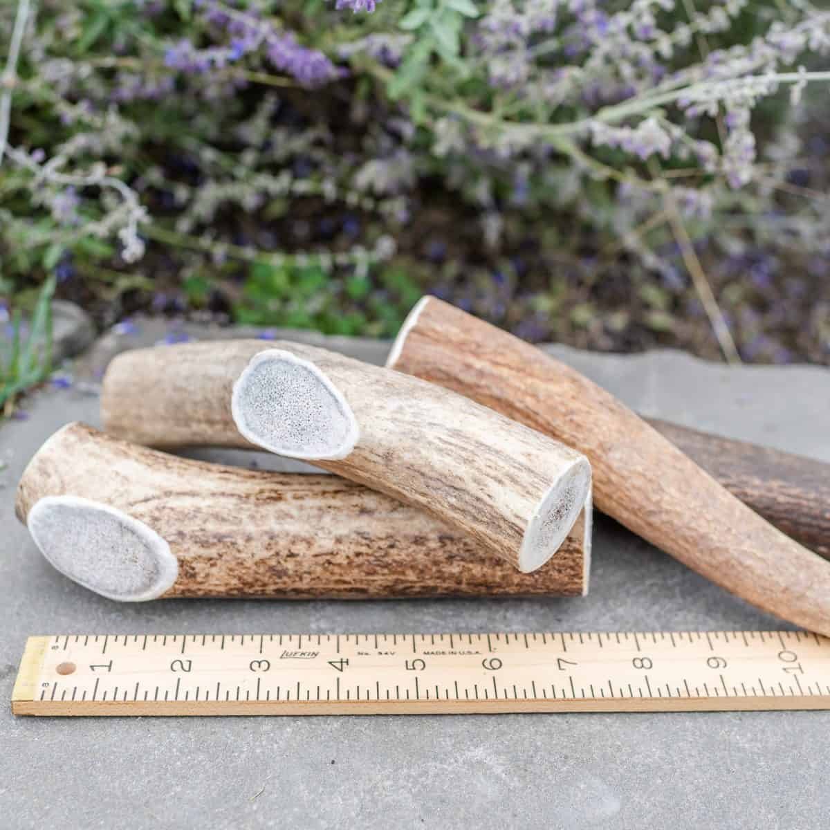 Extra large whole Rocky Mountain elk antler