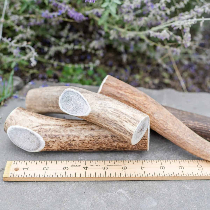 Extra large whole Rocky Mountain elk antler