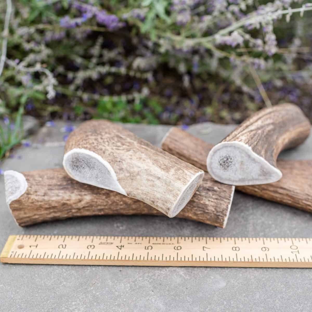 Jumbo whole Rocky Mountain elk antler