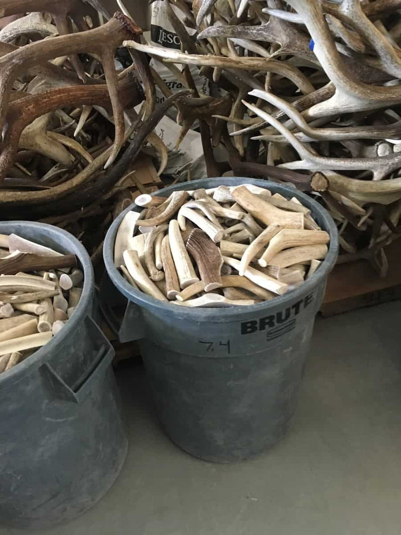 A pile of raw naturally shed antler waiting to be graded