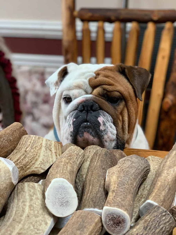 A bulldog settled in with an antler chew