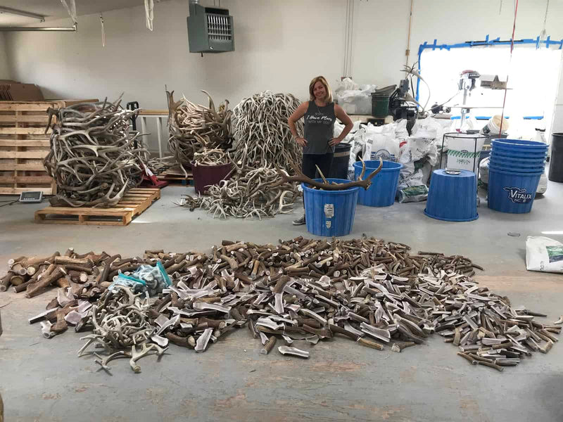 The cutting room where every antler chew is cut by hand