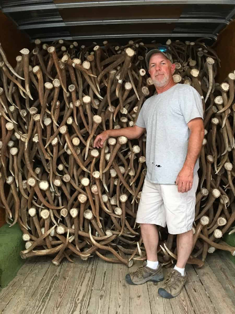 Tony's trailer loaded with shed antler bought from collectors