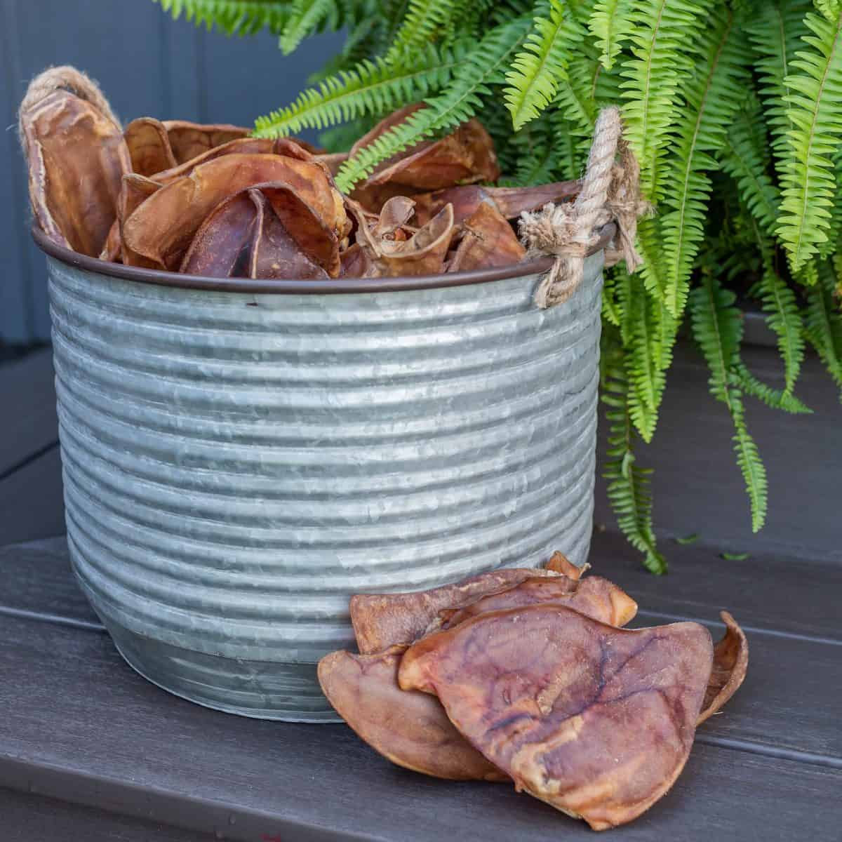 Whole baked USA pig ear dog chew