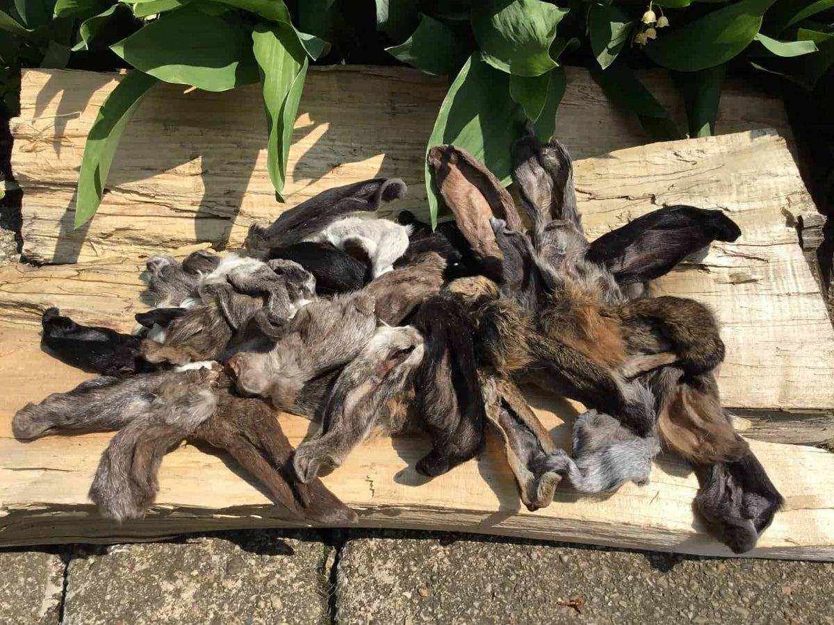 Dehydrated rabbit ears dog chew
