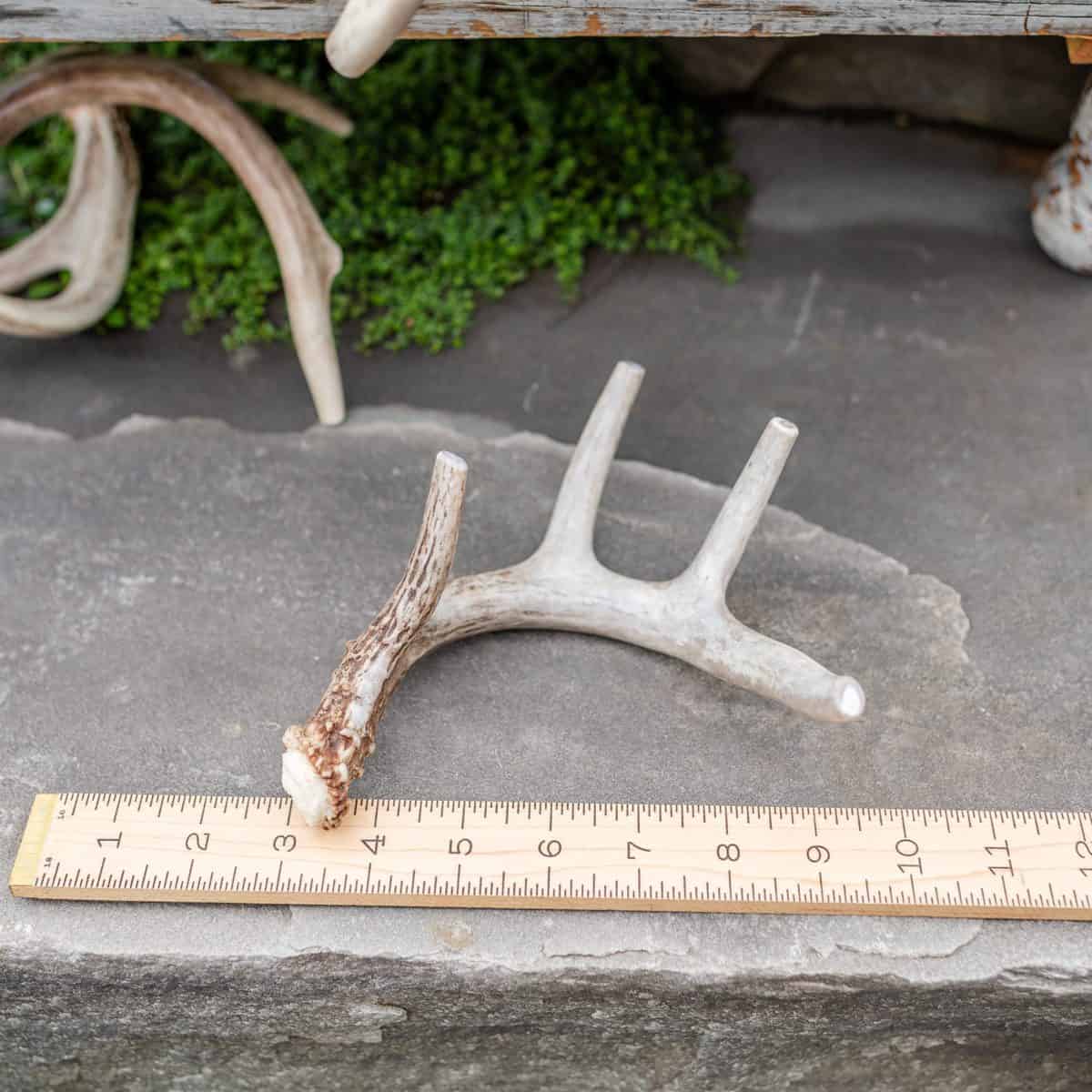 Medium whitetail deer antler chew