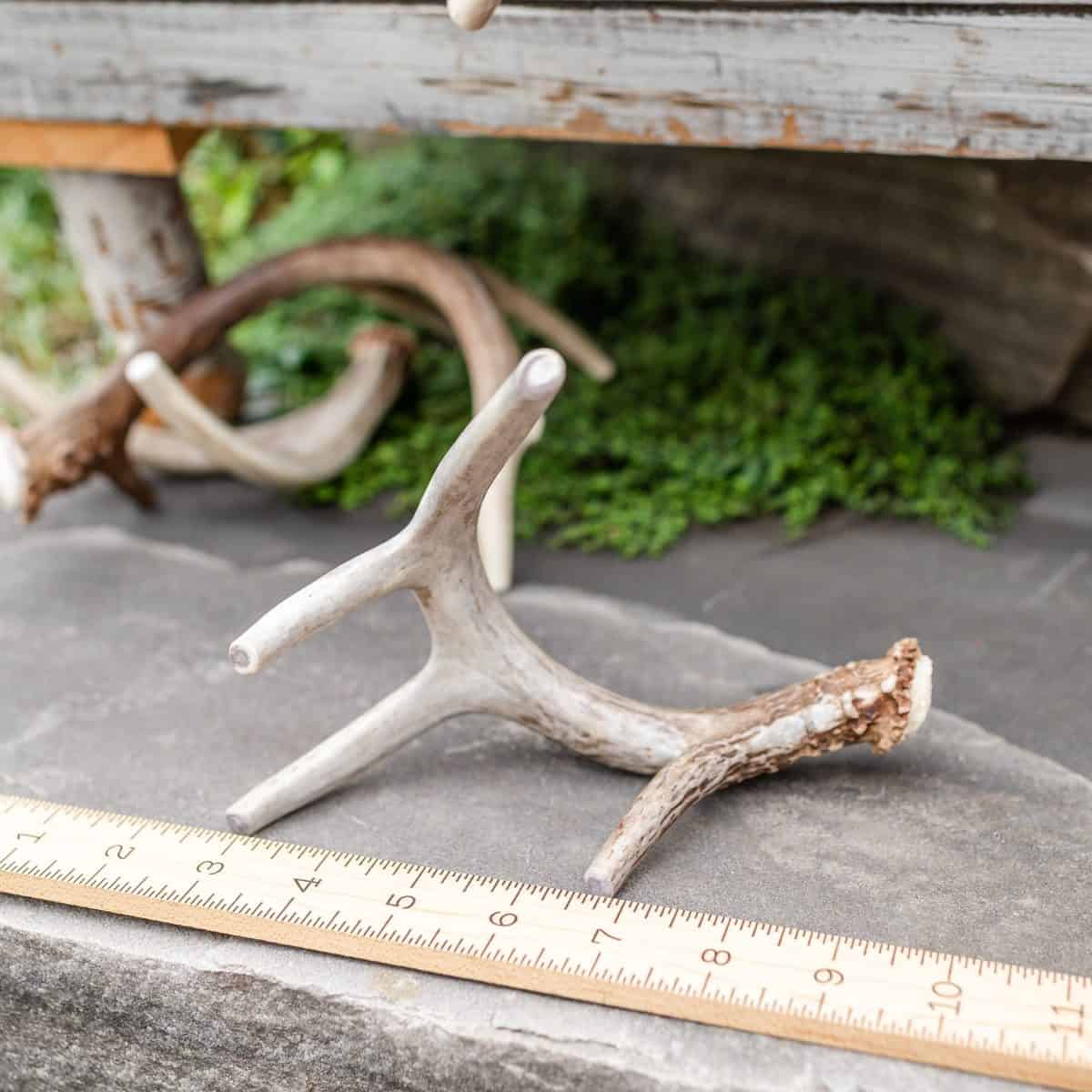 Large whitetail deer antler chew