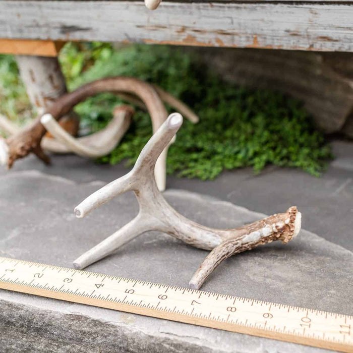 Large whitetail deer antler chew