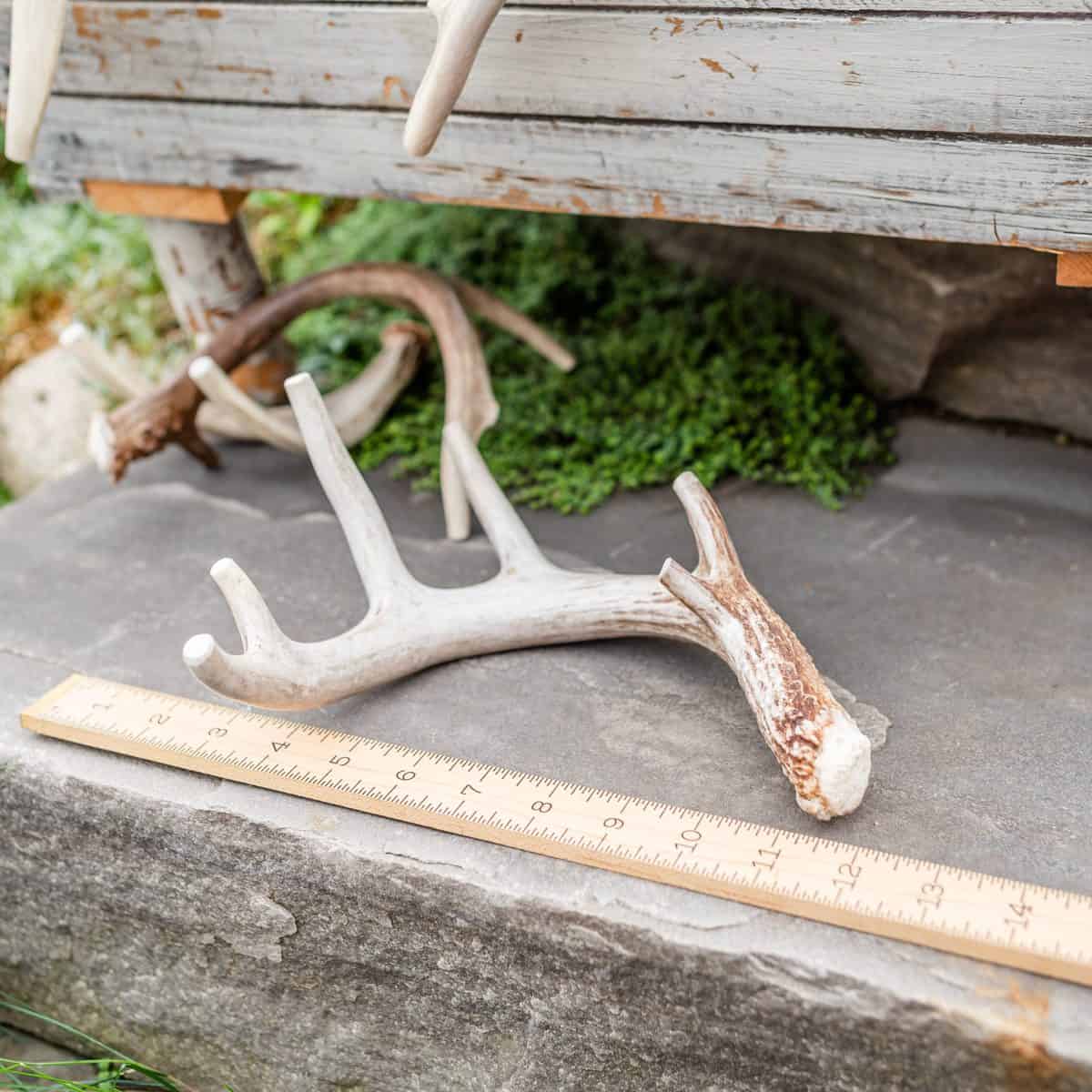 Jumbo whitetail deer antler chew