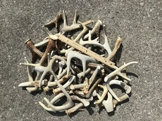 A one pound assortment of naturally shed whitetail deer antler pieces